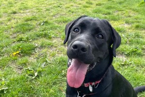 Старовойтова Дарья Сергеевна — Тина ? — Портфолио №42