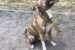 Старовойтова Дарья Сергеевна — Портфолио №43