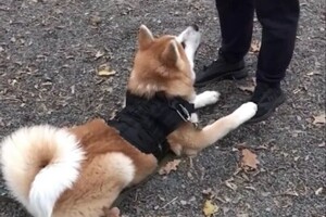 Старовойтова Дарья Сергеевна — Портфолио №44