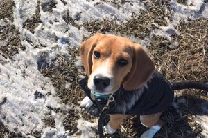 Старовойтова Дарья Сергеевна — Портфолио №45