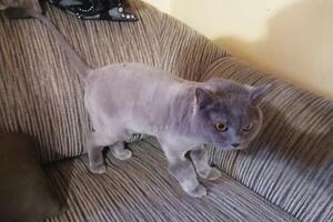 Стрижка кота — Митяева Юлия Алексеевна