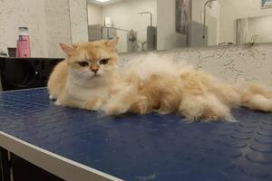 Вычес короткошерстной кошки — Паньшева Дарья Сергеевна