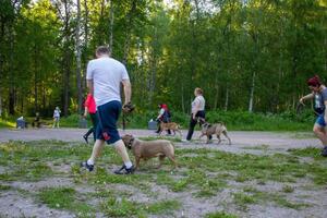 Групповые занятия — Гелерт Школа собак