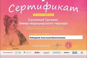 Диплом / сертификат №12 — Лебедева Анастасия Валентиновна