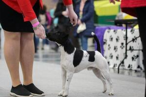 YAN CHI iz Kompaniyi Sebastiana - CW (champion class), CAC, R.CACIB; Владелец Ольга Панкова.; Груминг и хендлинг... — Николаева Ксения Александровна