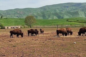 Содержание и разведение животных — Подлужнов Андрей Владимирович