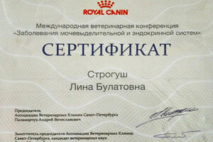 Сертификат участника конференции — Строгуш Лина Булатовна