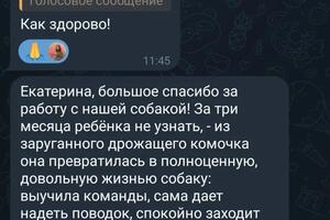 Отзыв хозяйки прекрасной чихуахуа, которая попала к ней в пятилетнем возрасте, из питомника, где ее использовали для... — Улюкова Екатерина Сергеевна