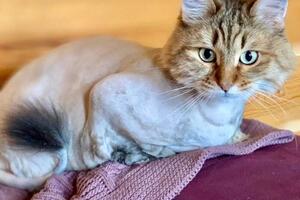 Портфолио №1 — Groomcat_ufa