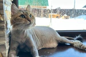 Портфолио №10 — Groomcat_ufa
