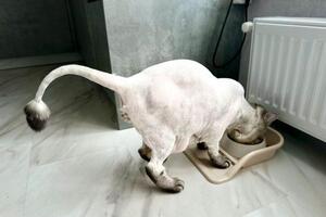 Портфолио №2 — Groomcat_ufa