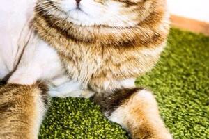 Портфолио №7 — Groomcat_ufa