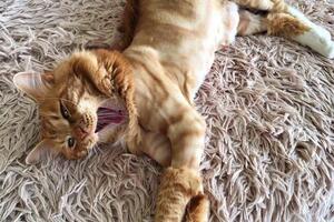Портфолио №8 — Groomcat_ufa