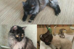 кошка — Иванова Ирина Николаевна