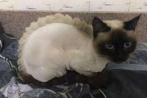 Дракончик для спокойной кошечки — Калиева Инна Игоревна