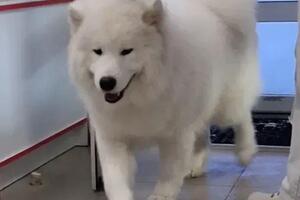 Мытье с проф косметикой, сушка, экспресс линька — Макеева Ксения Олеговна