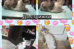 Стрижка кошки — Зиангирова Эльвина Вазитовна